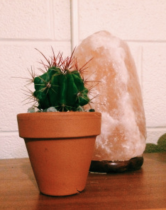 The Trials of (Cactus) Motherhood