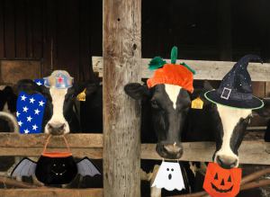 MOO!  Trick-or-Treating in Small-Town Rural America