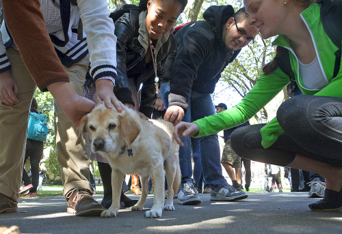 Heavy Petting: A Dog’s Story