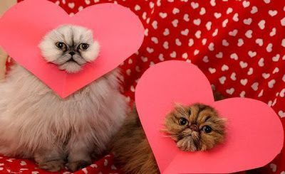 Catify Your Galentines