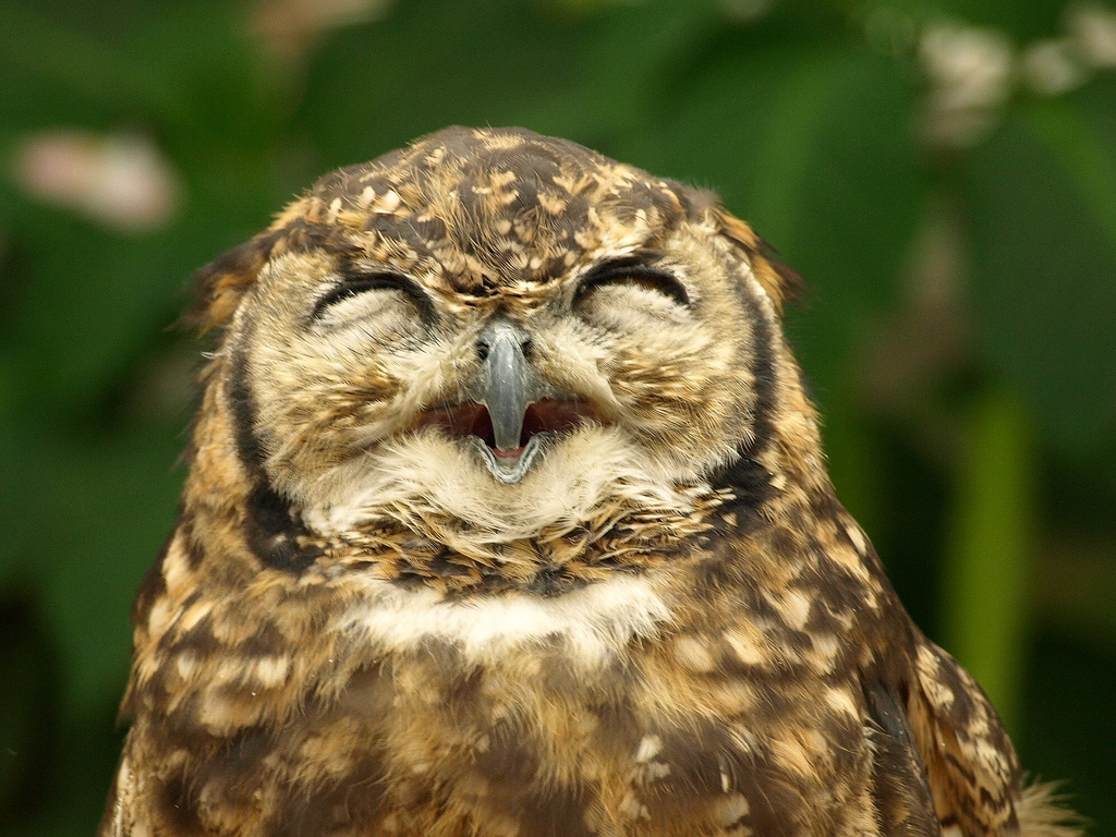 An Etymological Study of “A Hoot and a Half”