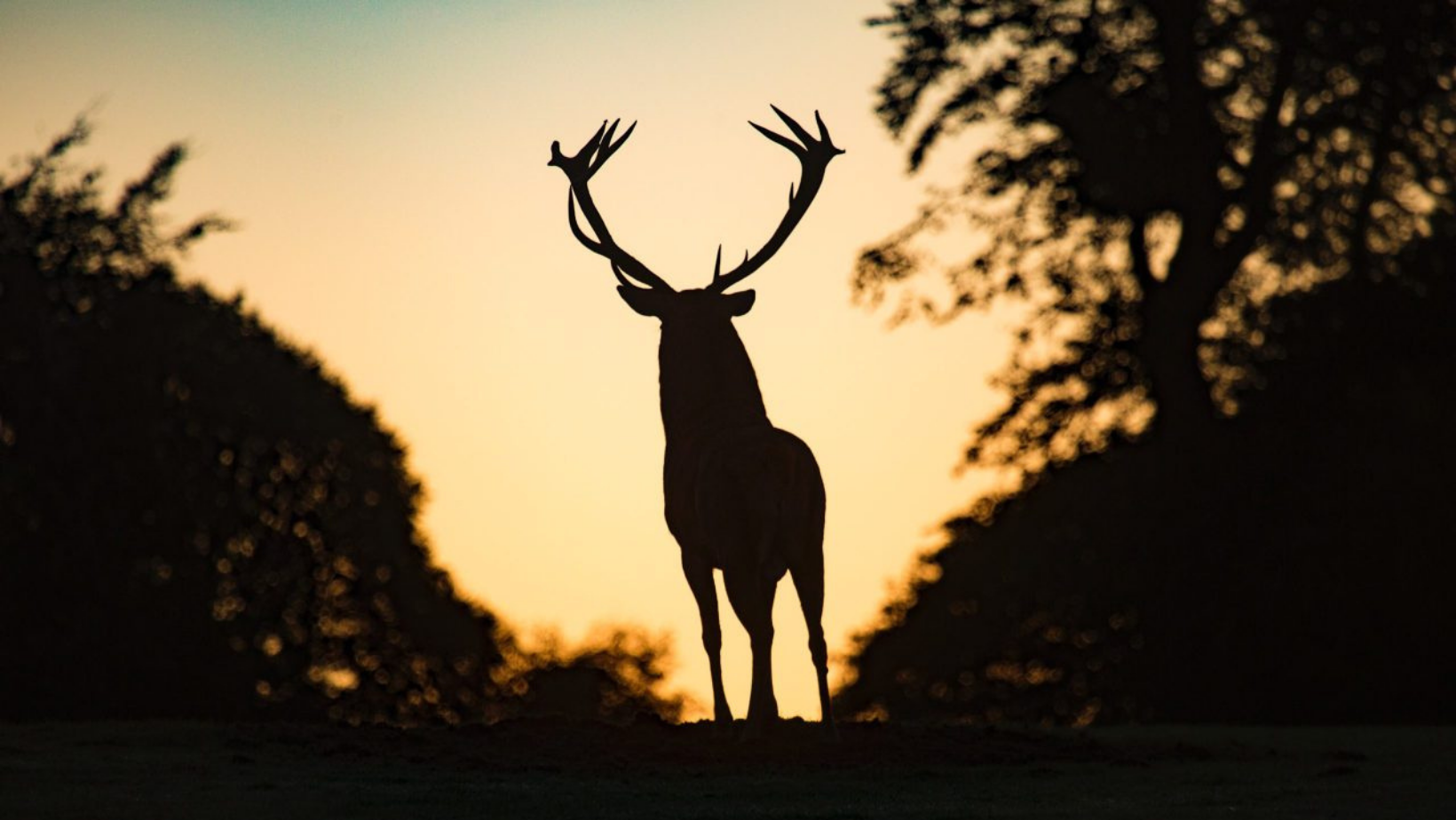 An Interview with the Morris Hall Deer