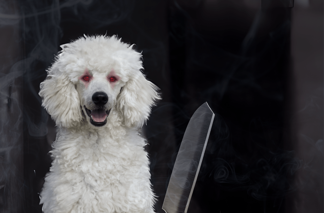 Student Takes Too Much Allergy Medicine, Reports Seeing CPax’s Dog Holding a Knife