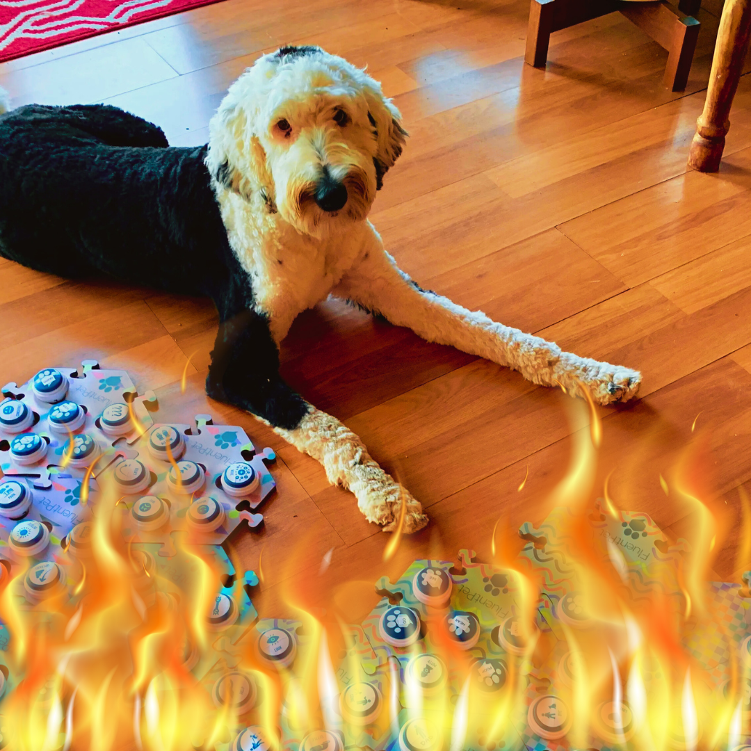 Goldendoodles Are Causing the Recession